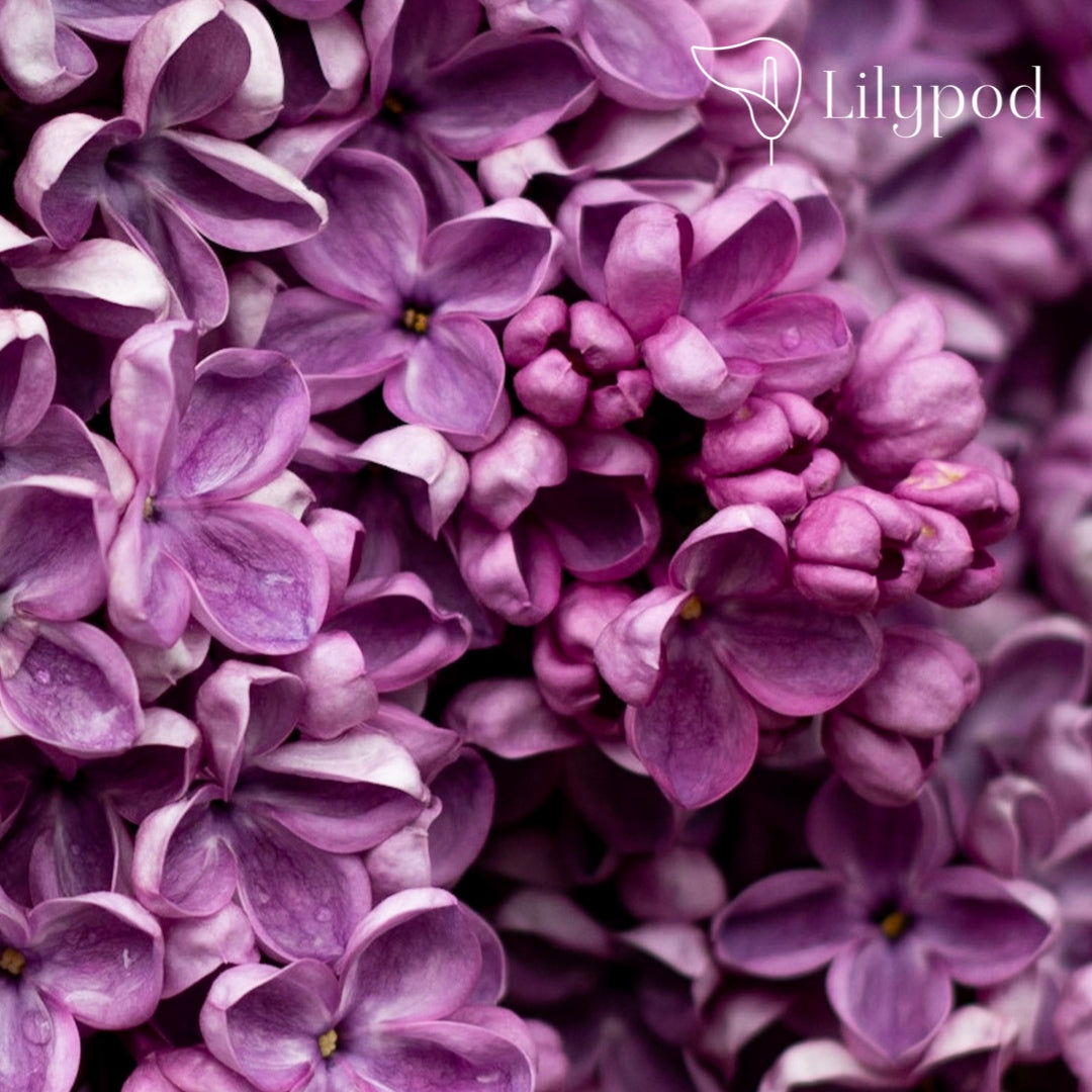 Gift Box - Lilac